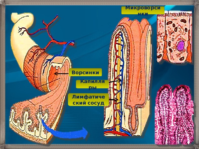 Подпишите на рисунке кровеносные и лимфатические сосуды пищеварение в кишечнике