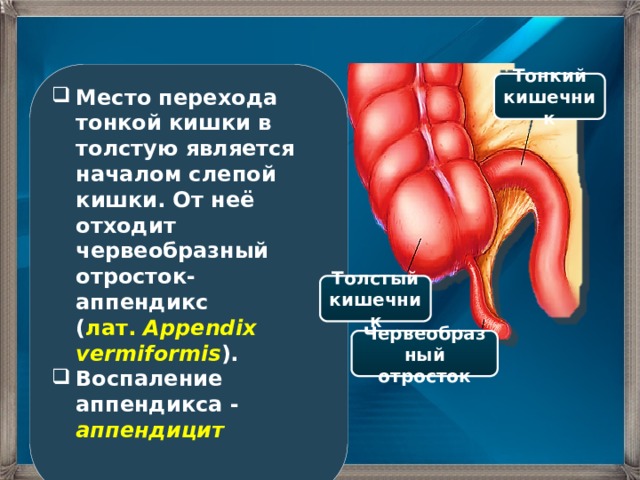 Червеобразный отросток толстой кишки