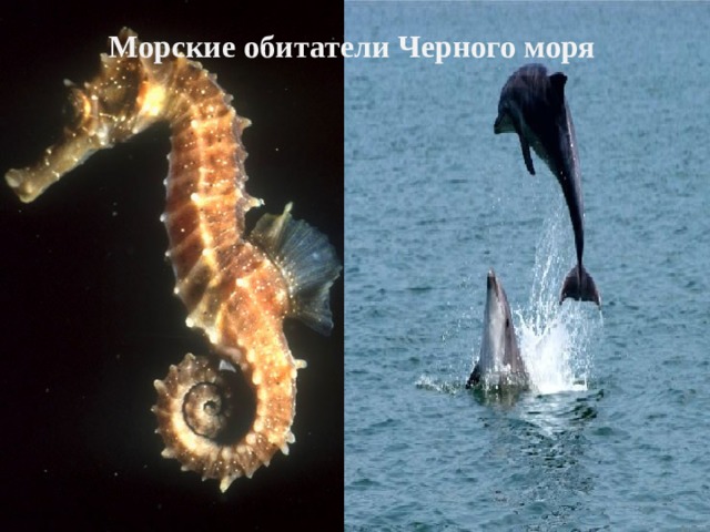 Морские обитатели Черного моря 