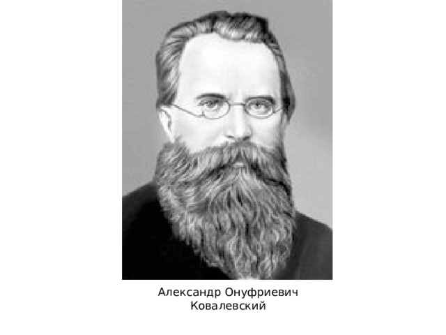 Профессором ковалевским. Александр Онуфриевич Ковалевский. Владимир Онуфриевич Ковалевский. Ковалевский а.о. (1840-1901). Александр Ковалевский биолог.