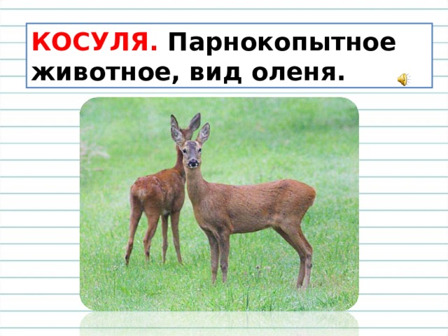 КОСУЛЯ. Парнокопытное животное, вид оленя. 