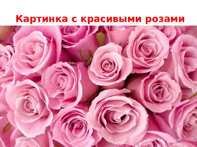  Картинка с красивыми розами 