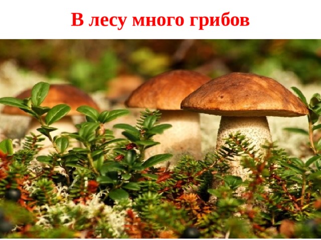 В лесу много грибов   