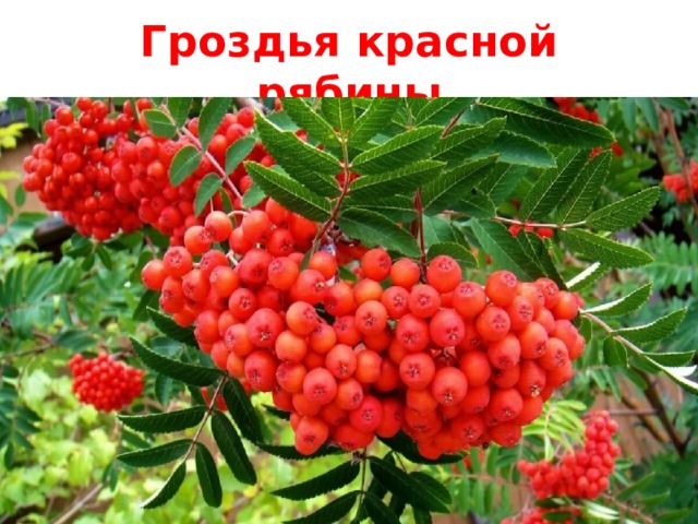 Гроздья красной рябины 