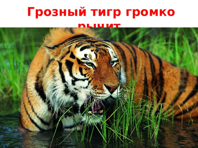  Грозный тигр громко рычит 