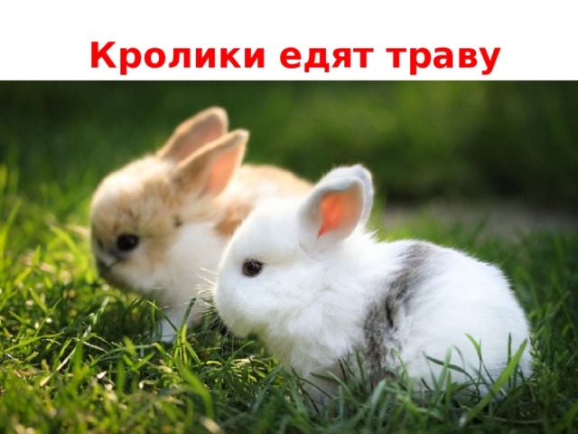  Кролики едят траву 