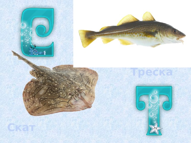 Треска Скат 
