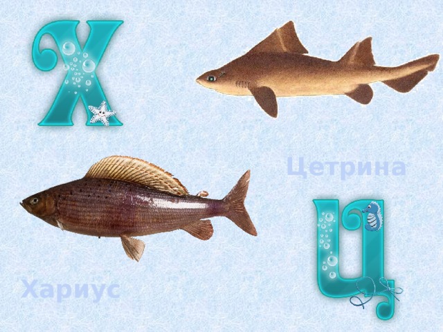 Цетрина Хариус 