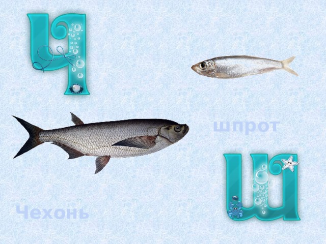 шпрот Чехонь 