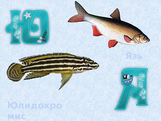 Язь Юлидохромис 