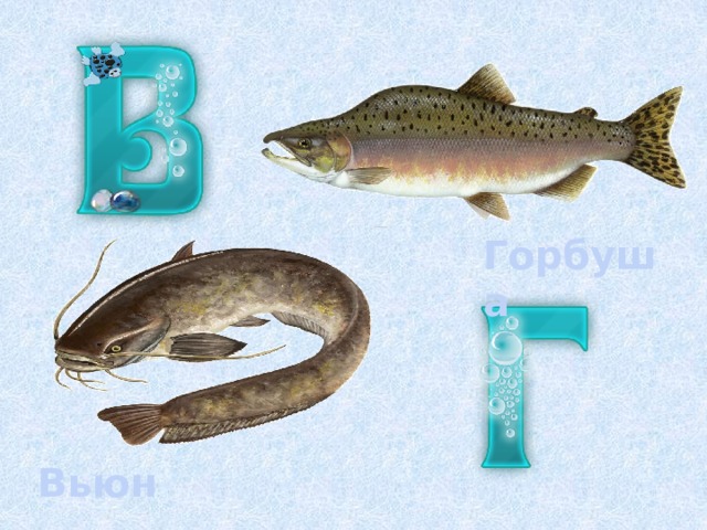 Горбуша Вьюн 