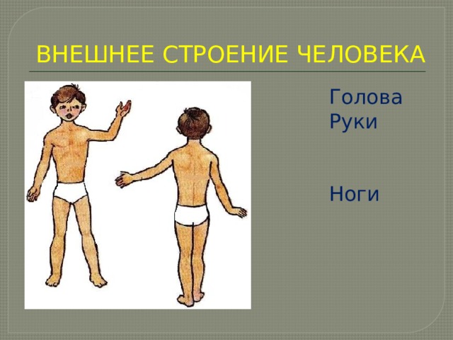 Голова туловище конечности. Строение человека руки ноги голова. Строение человека снаружи. Строение руки и ноги человека. Презентация части тела.