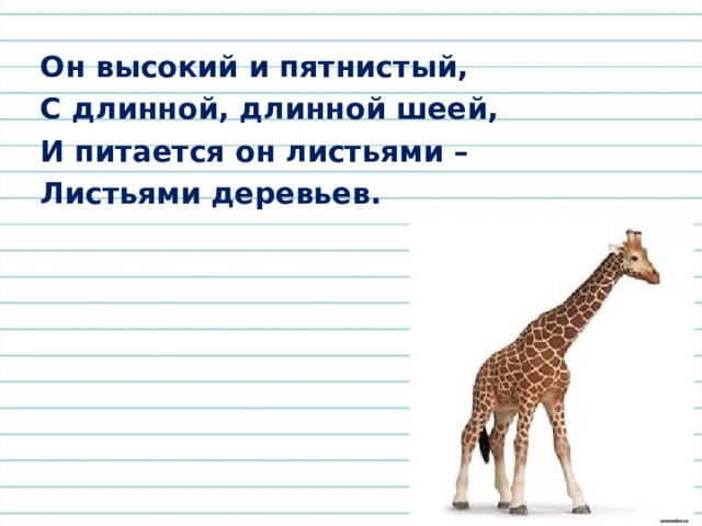 Он высокий и пятнистый, С длинной, длинной шеей, И питается он листьями – Листьями деревьев.   