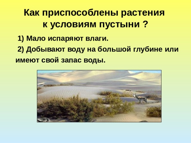 Как приспосабливаются животные и растения в пустыне. Как растения приспосабливаются к условиям пустыни. Как растения приспособились к жизни в пустыне. Как приспособились растения в пустыне. Как приспособились к условиям жизни в пустыне растения?.