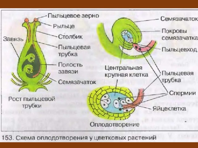 Биология рисунки и схемы. Оплодотворение покрытосеменных растений схема. Схема оплодотворения у цветковых растеи. Схема оплодотворения у цветковых растений. Двойное оплодотворение у цветковых растений схема.