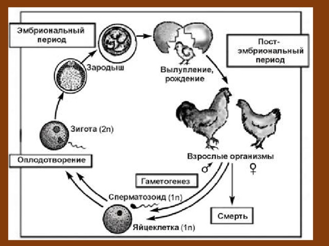 Схема размножения птиц