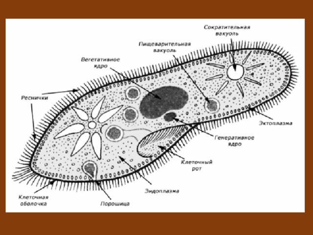 Инфузория функции органоидов. Строение инфузории туфельки 7. Реснички инфузории туфельки покрыты мембраной. Инфузория туфелька строение рисунок. Биология инфузория туфелька строение.