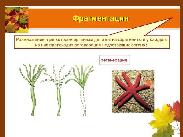 Фрагментация это. Фрагментация бесполое размножение. Почкование фрагментация вегетативное размножение. Бесполое размножение фрагментами. Фрагментация бесполое размножение схема.