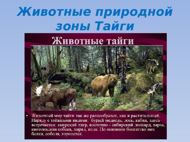 Животные природной зоны Тайги 