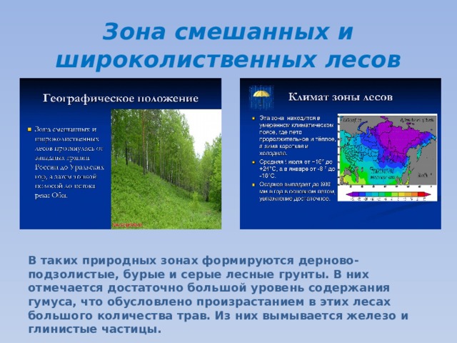Зона смешанных и широколиственных лесов В таких природных зонах формируются дерново-подзолистые, бурые и серые лесные грунты. В них отмечается достаточно большой уровень содержания гумуса, что обусловлено произрастанием в этих лесах большого количества трав. Из них вымывается железо и глинистые частицы. 