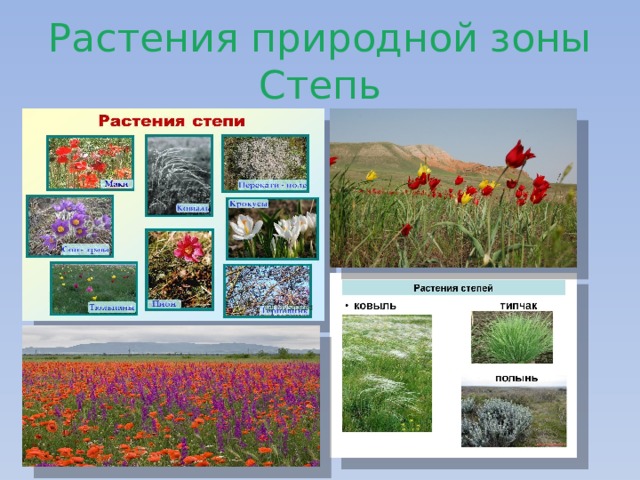 Природные зоны россии 5 класс биология презентация