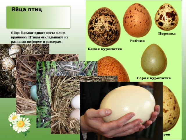 Яйца птиц Яйца бывают одного цвета или в крапинку. Птицы откладывают их разными по форме и размерам. 