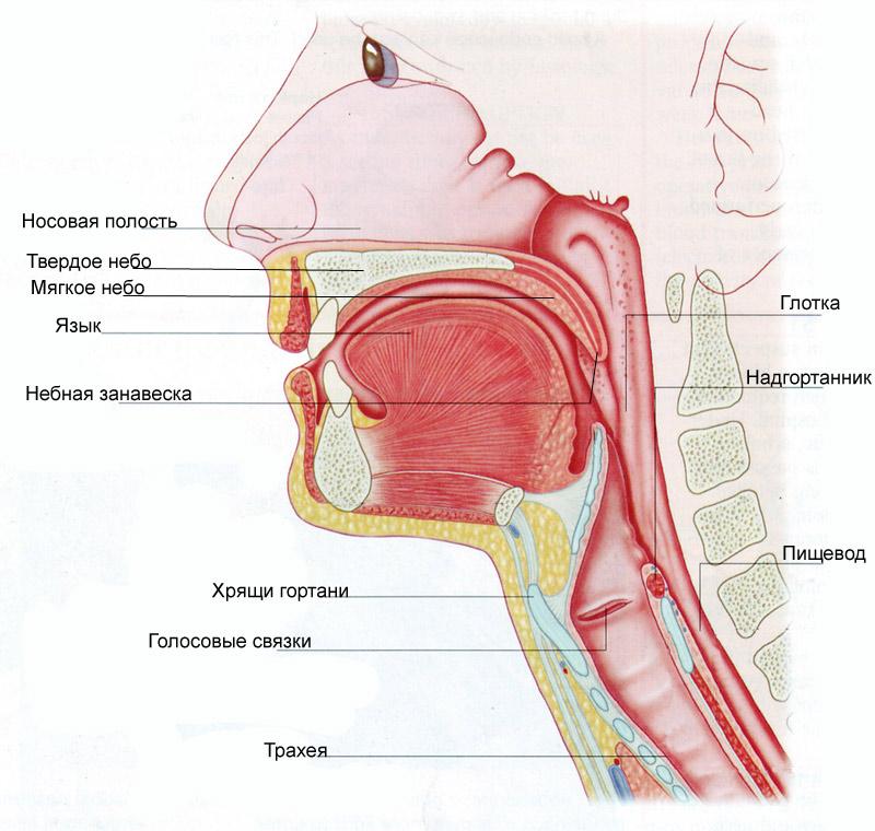 Устройство носоглотки человека картинки