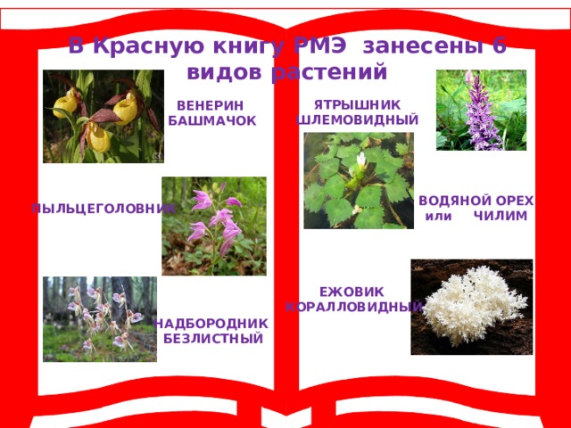 Растения красной книги республики