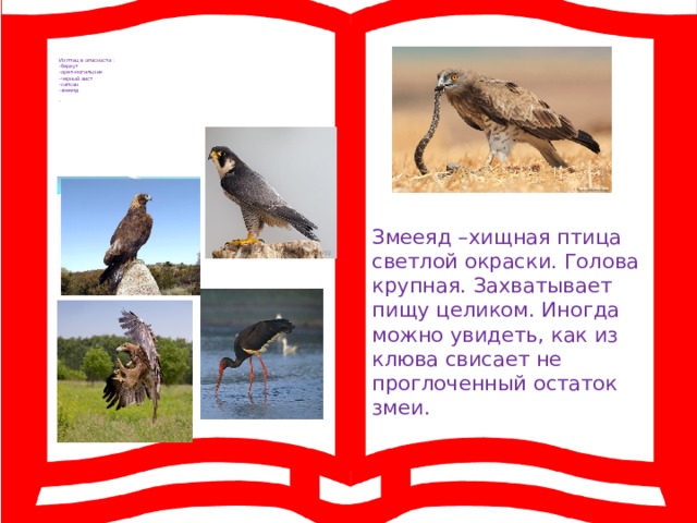       Из птиц в опасности :  -беркут  -орел-могильник  -черный аист  -сапсан  -змееяд   - Змееяд –хищная птица светлой окраски. Голова крупная. Захватывает пищу целиком. Иногда можно увидеть, как из клюва свисает не проглоченный остаток змеи. 