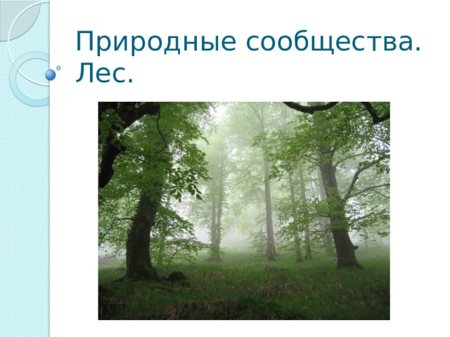 Природные сообщества. Лес. 