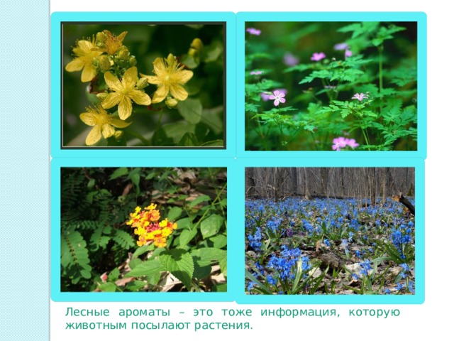 Лесные ароматы – это тоже информация, которую животным посылают растения. 