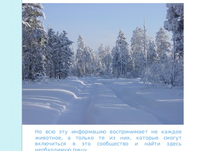 Но всю эту информацию воспринимает не каждое животное, а только те из них, которые смогут включиться в это сообщество и найти здесь необходимую пищу… 