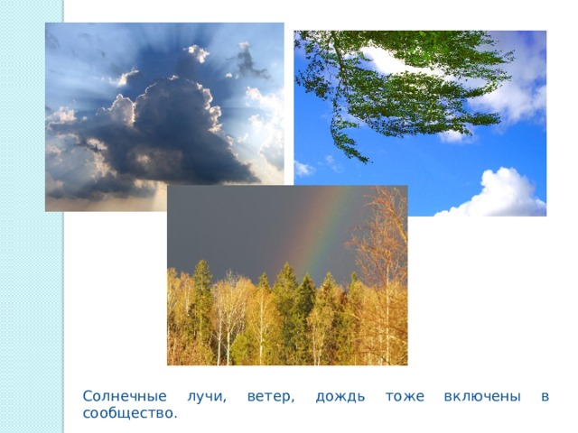 Солнечные лучи, ветер, дождь тоже включены в сообщество. 