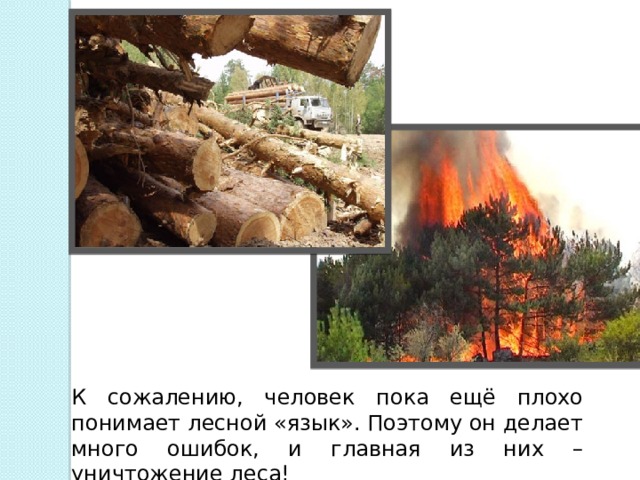 К сожалению, человек пока ещё плохо понимает лесной «язык». Поэтому он делает много ошибок, и главная из них – уничтожение леса! 