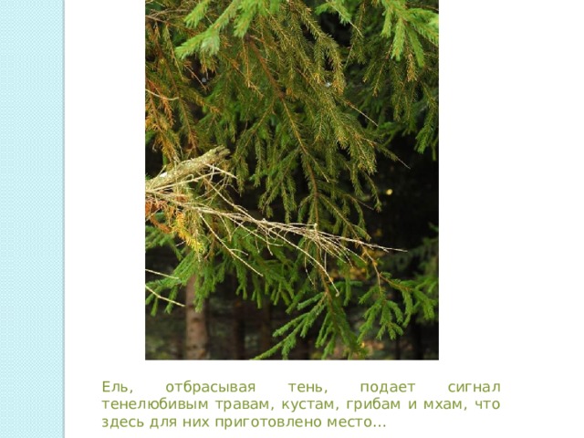 Ель, отбрасывая тень, подает сигнал тенелюбивым травам, кустам, грибам и мхам, что здесь для них приготовлено место… 