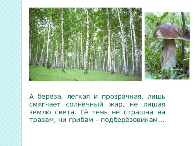 А берёза, легкая и прозрачная, лишь смягчает солнечный жар, не лишая землю света. Её тень не страшна на травам, ни грибам – подберёзовикам… 