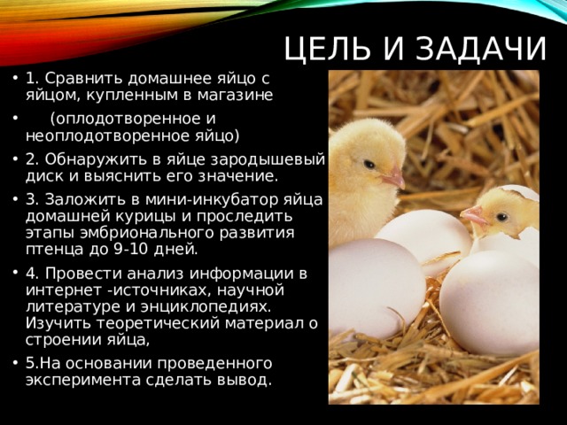 Цель и задачи 1. Сравнить домашнее яйцо с яйцом, купленным в магазине  (оплодотворенное и неоплодотворенное яйцо) 2. Обнаружить в яйце зародышевый диск и выяснить его значение. 3. Заложить в мини-инкубатор яйца домашней курицы и проследить этапы эмбрионального развития птенца до 9-10 дней. 4. Провести анализ информации в интернет -источниках, научной литературе и энциклопедиях. Изучить теоретический материал о строении яйца, 5.На основании проведенного эксперимента сделать вывод. 