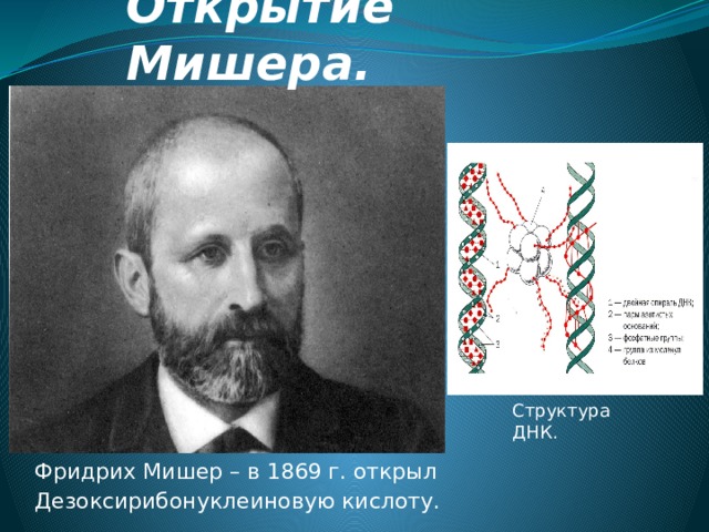 Открытие Мишера. Структура ДНК. Фридрих Мишер – в 1869 г. открыл Дезоксирибонуклеиновую кислоту. 