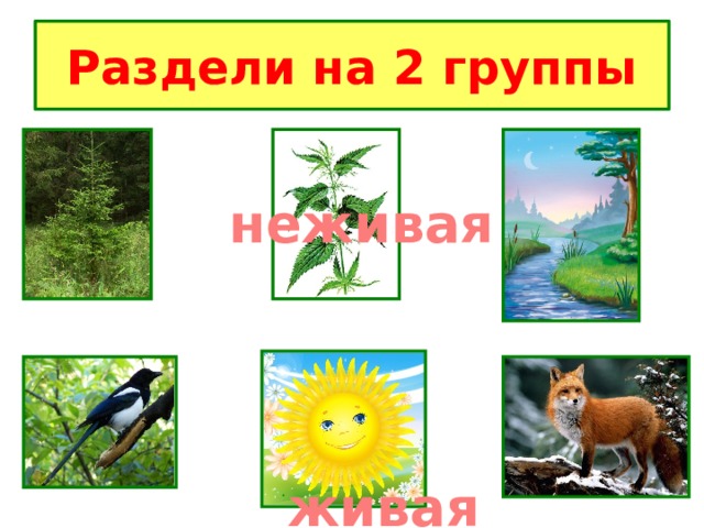Раздели на 2 группы неживая живая 