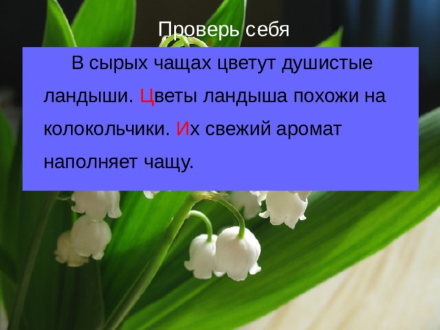 Запах словосочетания. В сырых чащах цветут душистые Ландыши. Душистые Ландыши предложение. Предложение про Ландыш. Предложение со словом Ландыш.