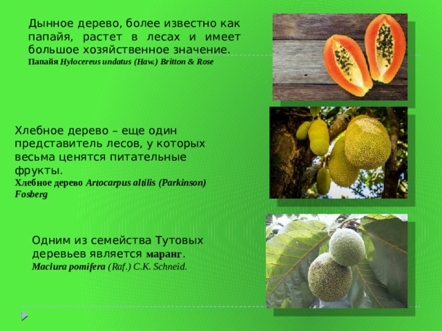 Дынное дерево, более известно как папайя, растет в лесах и имеет большое хозяйственное значение. Папайя Hylocereus undatus (Haw.) Britton & Rose Хлебное дерево – еще один представитель лесов, у которых весьма ценятся питательные фрукты. Хлебное дерево Artocarpus altilis (Parkinson) Fosberg Одним из семейства Тутовых деревьев является маранг . Maclura   pomifera  (Raf.) C.K. Schneid. 