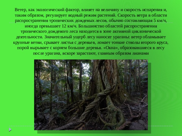 Ветер, как экологический фактор, влияет на величину и скорость испарения и, таким образом, регулирует водный режим растений. Скорость ветра в области распространения тропических дождевых лесов, обычно составляющая 5 км/ч, иногда превышает 12 км/ч. Большинство областей распространения тропического дождевого леса находится в зоне активной циклонической деятельности. Значительный ущерб лесу наносят ураганы: ветер обламывает крупные ветви, срывает листья с деревьев, ломает тонкие стволы второго яруса, порой вырывает с корнем большие деревья. «Окна», образовавшиеся в лесу после урагана, вскоре зарастают, главным образом лианами 