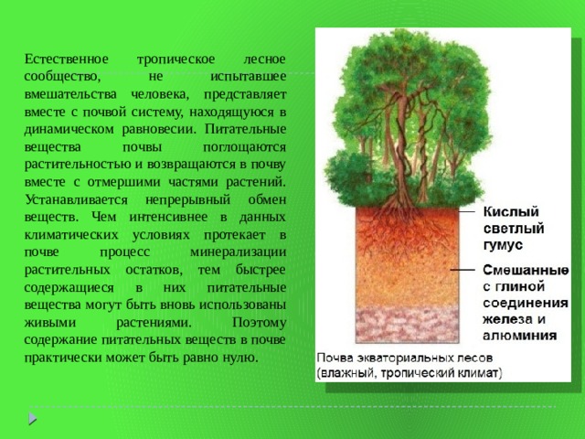 Естественное тропическое лесное сообщество, не испытавшее вмешательства человека, представляет вместе с почвой систему, находящуюся в динамическом равновесии. Питательные вещества почвы поглощаются растительностью и возвращаются в почву вместе с отмершими частями растений. Устанавливается непрерывный обмен веществ. Чем интенсивнее в данных климатических условиях протекает в почве процесс минерализации растительных остатков, тем быстрее содержащиеся в них питательные вещества могут быть вновь использованы живыми растениями. Поэтому содержание питательных веществ в почве практически может быть равно нулю. 