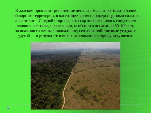 В далеком прошлом тропические леса занимали значительно более обширные территории, в настоящее время площади под ними сильно сократились. С одной стороны, это сокращение явилось следствием влияния человека, непрерывно, особенно в последние 50-100 лет, занимающего лесные площади под сельскохозяйственные угодья, с другой — в результате изменения климата в сторону иссушения. 
