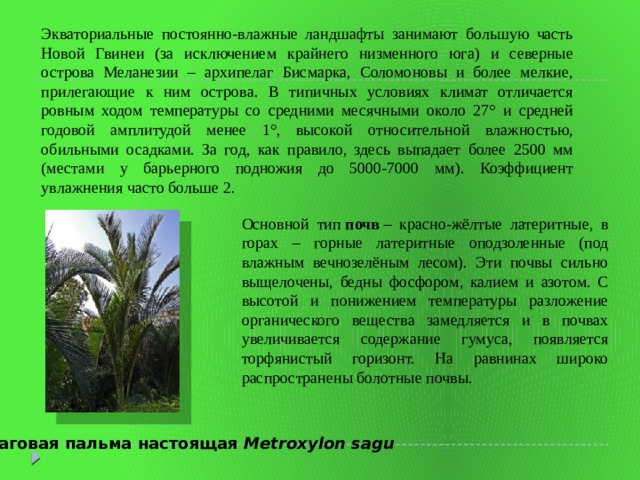 Экваториальные постоянно-влажные ландшафты занимают большую часть Новой Гвинеи (за исключением крайнего низменного юга) и северные острова Меланезии – архипелаг Бисмарка, Соломоновы и более мелкие, прилегающие к ним острова. В типичных условиях климат отличается ровным ходом температуры со средними месячными около 27° и средней годовой амплитудой менее 1°, высокой относительной влажностью, обильными осадками. За год, как правило, здесь выпадает более 2500 мм (местами у барьерного подножия до 5000-7000 мм). Коэффициент увлажнения часто больше 2. Основной тип  почв  – красно-жёлтые латеритные, в горах – горные латеритные оподзоленные (под влажным вечнозелёным лесом). Эти почвы сильно выщелочены, бедны фосфором, калием и азотом. С высотой и понижением температуры разложение органического вещества замедляется и в почвах увеличивается содержание гумуса, появляется торфянистый горизонт. На равнинах широко распространены болотные почвы. Саговая пальма настоящая Metroxylon sagu 