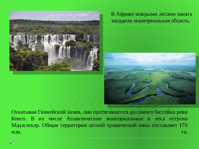 В Африке мокрыми лесами занята западная экваториальная область. Охватывая Гвинейский залив, они протягиваются до самого бассейна реки Конго. В их числе Атлантические экваториальные и леса острова Мадагаскар. Общая территория лесной тропической зоны составляет 170 млн. га.   