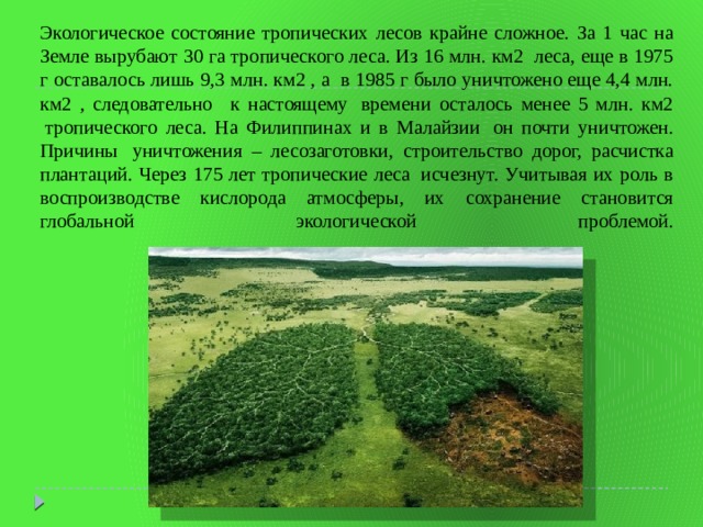 Экологическое состояние тропических лесов крайне сложное. За 1 час на Земле вырубают 30 га тропического леса. Из 16 млн. км2  леса, еще в 1975 г оставалось лишь 9,3 млн. км2 , а  в 1985 г было уничтожено еще 4,4 млн. км2 , следовательно   к настоящему  времени осталось менее 5 млн. км2  тропического леса. На Филиппинах и в Малайзии  он почти уничтожен. Причины  уничтожения – лесозаготовки, строительство дорог, расчистка плантаций. Через 175 лет тропические леса  исчезнут. Учитывая их роль в воспроизводстве кислорода атмосферы, их сохранение становится глобальной экологической проблемой.    