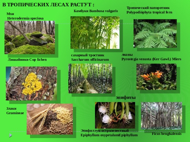 В ТРОПИЧЕСКИХ ЛЕСАХ РАСТУТ : Тропический папоротник Polypodióphyta tropical fern  Бамбуки Bambusa vulgaris Мхи  Heterodermia speciosa   лианы  Pyrostegia venusta (Ker Gawl.) Miers   сахарный тростник Saccharum officinarum  Лишайники Cup lichen  эпифиты Злаки Gramíneae Эпифиллум остролепестный Epiphyllum oxypetalumEpiphyllum Ficus benghalensis 