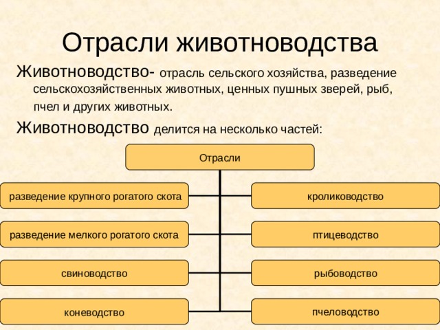 Значение место отрасли в структуре сельского хозяйства. Отрасли животноводства схема. Животноводство структура отрасли. Отрасли животноводства в России. Отрасли сельского хозяйства схема.