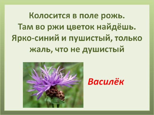 Загадки о растениях с ответами для 1 класса с рисунками